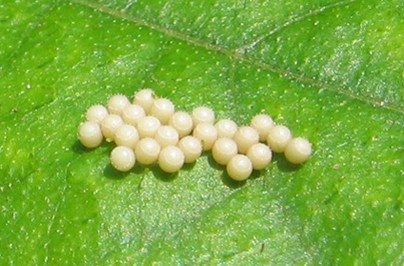 Egg